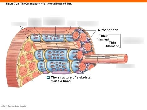 Skeletal Muscle Fiber Diagram | Quizlet