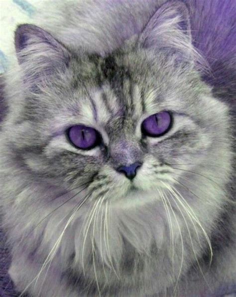 Image by Chassidy Basque on Lavender☆Purple♥*. | Purple cat, Beautiful cats, Cats