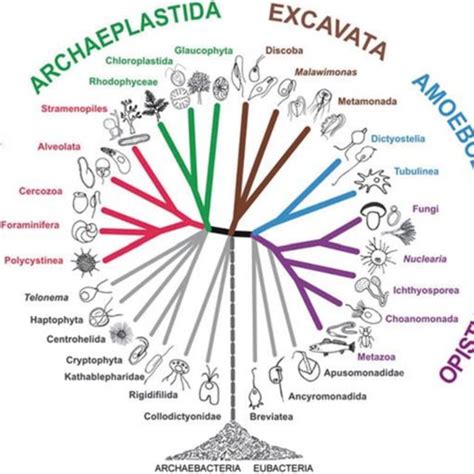 (PDF) Marine fungi from sponges : biodiversity, chemodiversity and biotechnological applications