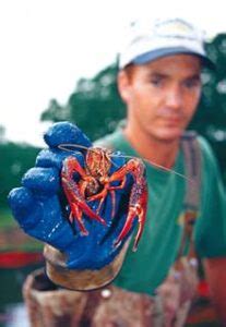 The Crawfish Farmer - Alabama Farmers Federation