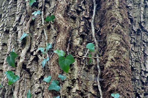 Ivy on tree bark stock photo. Image of detail, nature - 47166226