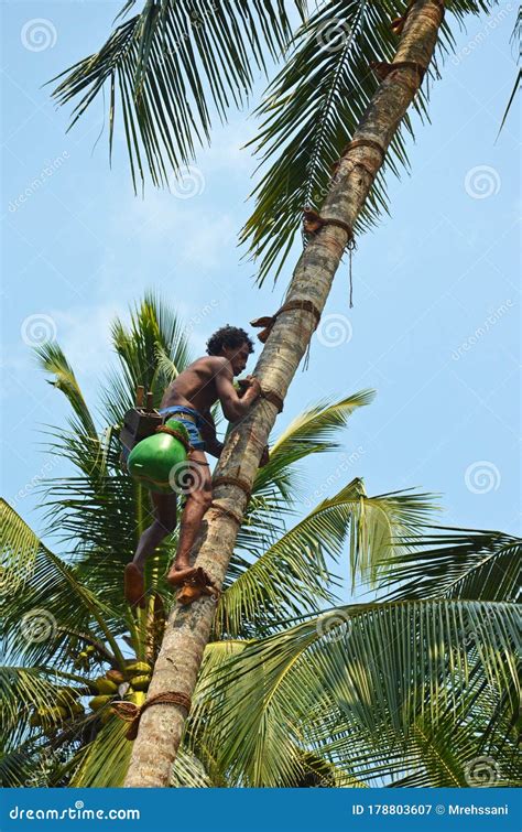 Toddy Tapper Working Collecting Coconut Sap Used In Making Coconut Vodka Editorial Photo ...