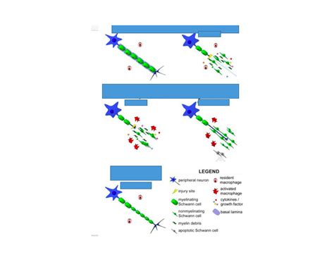 nerve regeneration Quiz