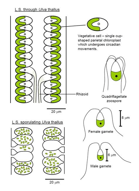 Ulva Lactuca Microscope Algae | Algae, Online images, Microscope