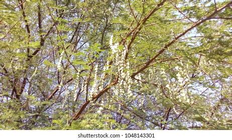 Vachellia Nilotica Plant Leaves Stock Photo 1048143301 | Shutterstock