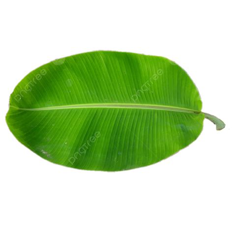 Banana Leaf, Banana, Leaf, Tropical Leaves PNG Transparent Clipart Image and PSD File for Free ...