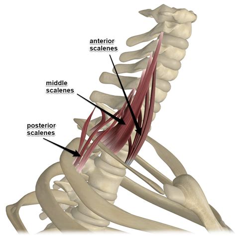 Scalene Muscles, Its Attachments and Actions - Yoganatomy