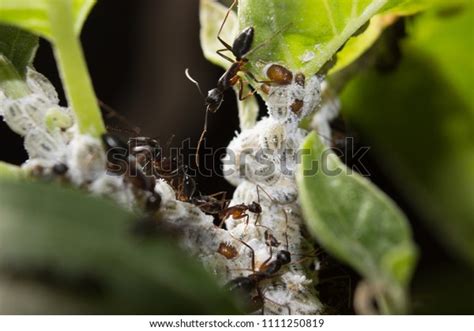 Ants Life Cycle Stock Photo 1111250819 | Shutterstock