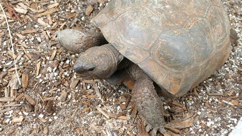 6 Weird and Funky Facts About Gopher Tortoises