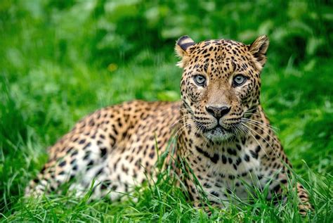 Leopardo dello Sri Lanka | Animal planet, Animals, Leopards