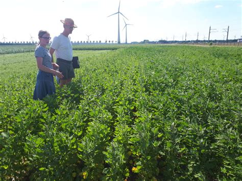 EU-funded project encourages farmers to grow protein-rich crops for ...