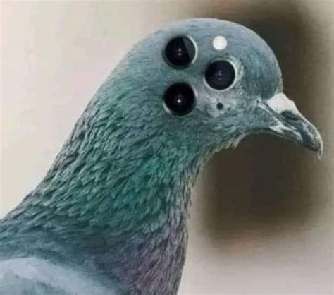 New Apple Drone : r/birdsarefake