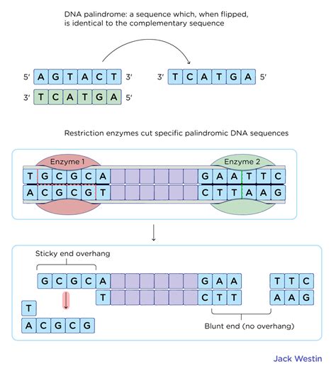 Restriction Enzymes - Recombinant Dna And Biotechnology - MCAT Content