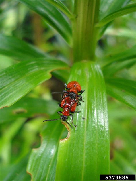 lily leaf beetle (Lilioceris lilii)