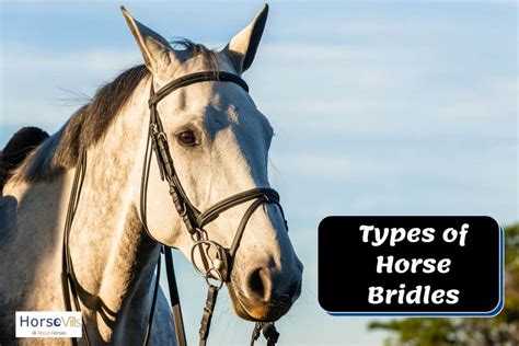 Expert Rider Explains the Different Types of Horse Bridles