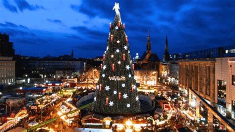 World's tallest Christmas tree - Ladydowns Christmas Trees