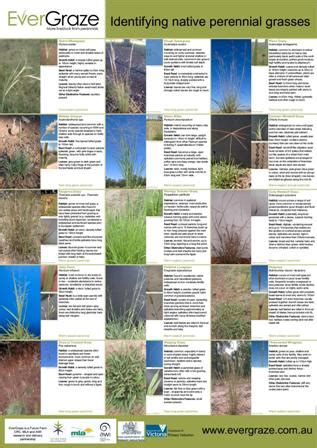 Native Grasses Identification Poster | Farmstyle Australia