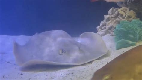 How This Stingray May Have Gotten Pregnant Without a Mate | NOVA | PBS