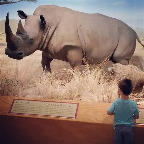 Las Vegas Natural History Museum Tickets - Las Vegas, NV | Tripster