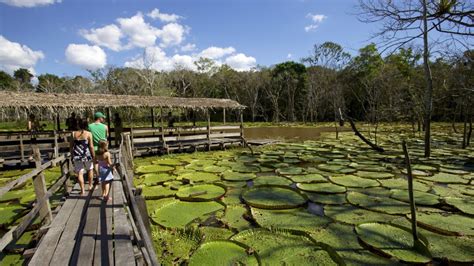 The best things to do in Manaus, Brazil | CNN | Brazil travel ...