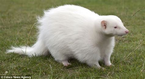 The not-so-sweet smell of success! 20 skunks strut their stuff at Britain's first-ever beauty ...