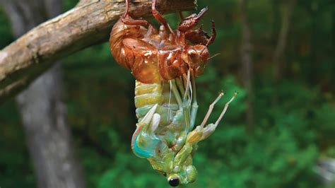 Cicada | Description, Life Cycle, Sound, Map, & Facts | Britannica