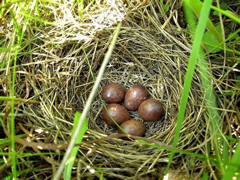 Nest of Skylark with eggs : Photos, Diagrams & Topos : SummitPost