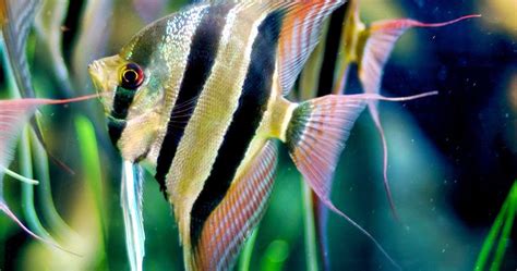 Aquascaping - Peru: Pterophyllum altum (AngelFish)