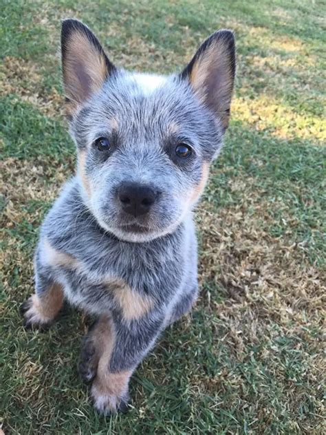 40 Adorable Puppy Photos To Help Bring A Smile To Your Face