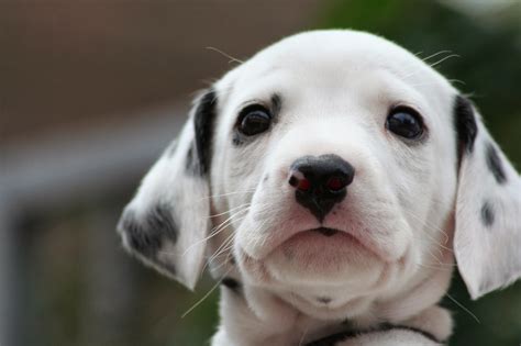 Dalmatian Puppies Wallpaper image | Free HD Wallpaper