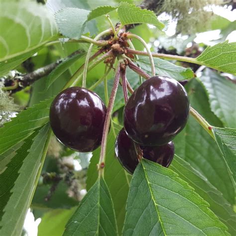 Buy Van Cherry Trees | Burnt Ridge Nursery | For Sale Online-Burnt Ridge Nursery