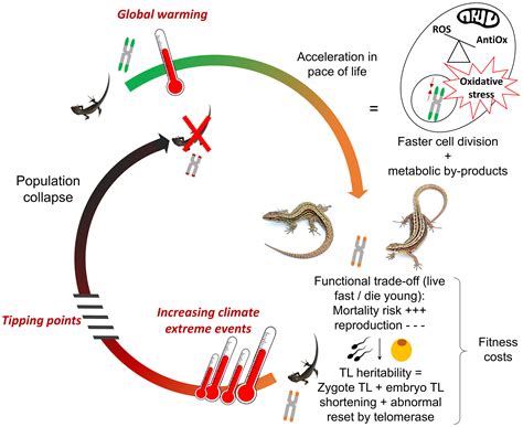 Life Cycle Of A Lizard Diagram