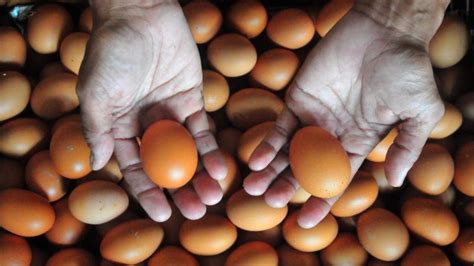 Arsip Foto. Peternak menunjukkan telur ayam ras di peternakannya di Desa Gribig, Kudus, Jawa ...