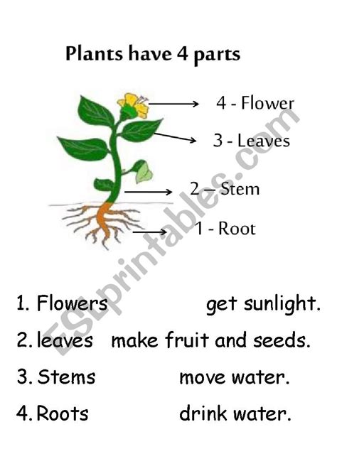 Flower Parts And Their Functions Worksheets | Best Flower Site