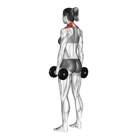 Dumbbell Shoulder Shrug - How To Do Properly & Muscles Worked