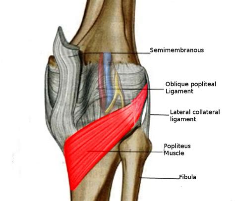 Popliteus strain - Physiopedia