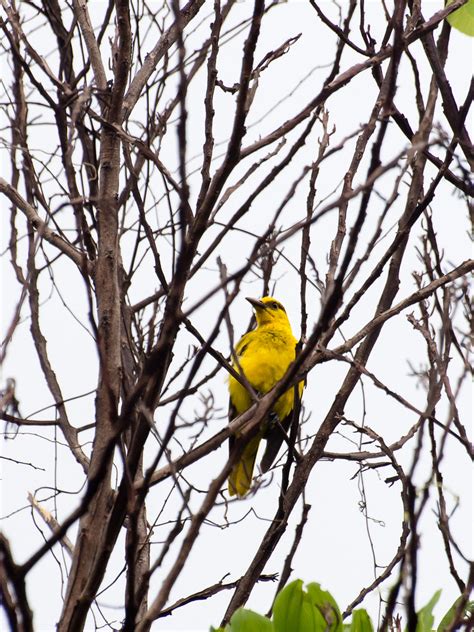 female black-naped oriole | Shah Alam 10.05.14 Olympus OMD E… | Flickr