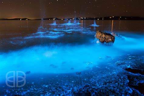 Il lato oscuro della bioluminescenza - Focus.it