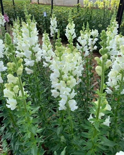 Snapdragon Cut Flower White (Potomac) - Urban Gardens