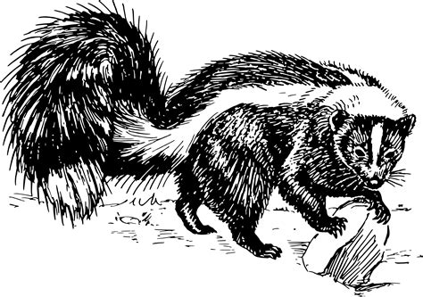 Skunk Image, Animal Graphic, Wildlife Art Transparent PNG