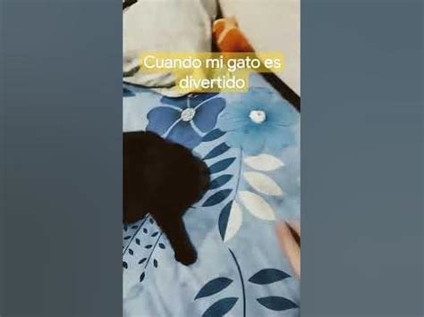 mi gato es divertido 😃 - YouTube