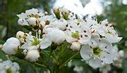 Category:Crataegus douglasii (flowers) - Wikimedia Commons