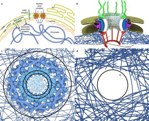 Structure and heterogeneities of the nuclear lamina a, The nucleus ...