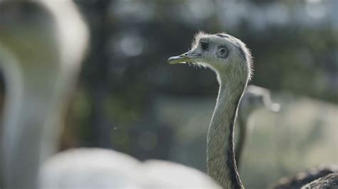 Rhea Bird, close up Stock Video Footage 00:10 SBV-327720623 - Storyblocks