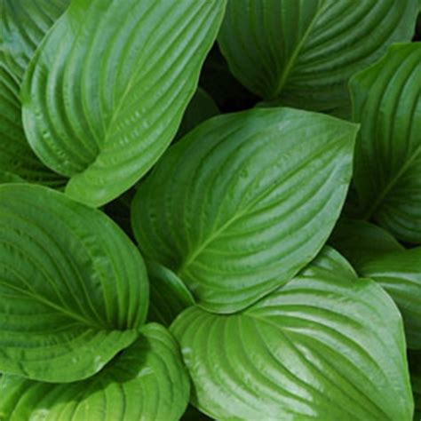 Hosta Green & Variegated - Dallas Stone Supply and Wholesale Nursery ...