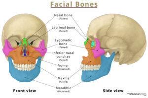 Facial Bones – List of Names, Anatomy, & Labeled Diagram