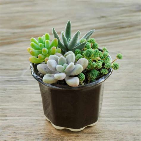 Succulent Types - Sublime Succulents