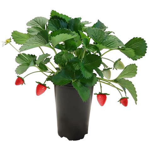 strawberry plant in cover - TOF GARDENS