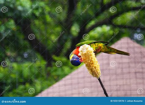 Parrot feeding stock photo. Image of macaw, beak, exotic - 92515978