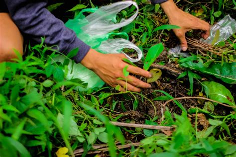 TREE GROWING, MANGROVE REHABILITATION AND COASTAL CLEAN-UP ACTIVITIES at Saboon Island, Sition ...